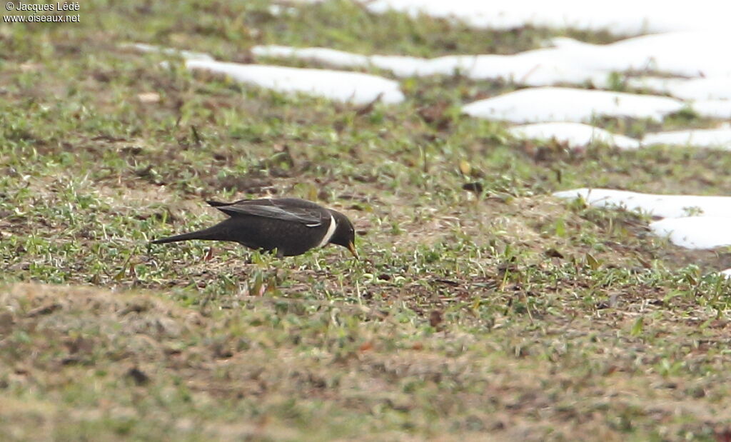 Ring Ouzel