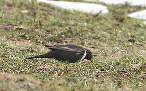 Ring Ouzel