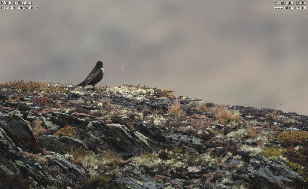 Ring Ouzel