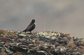 Ring Ouzel