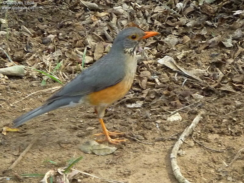 Kurrichane Thrush