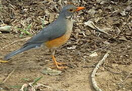 Kurrichane Thrush