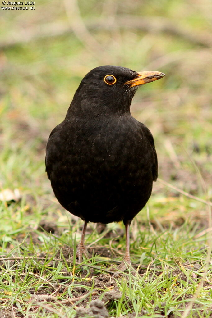 Common Blackbird