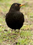 Common Blackbird