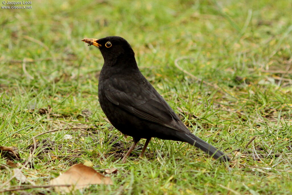 Common Blackbird