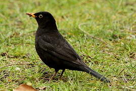 Common Blackbird