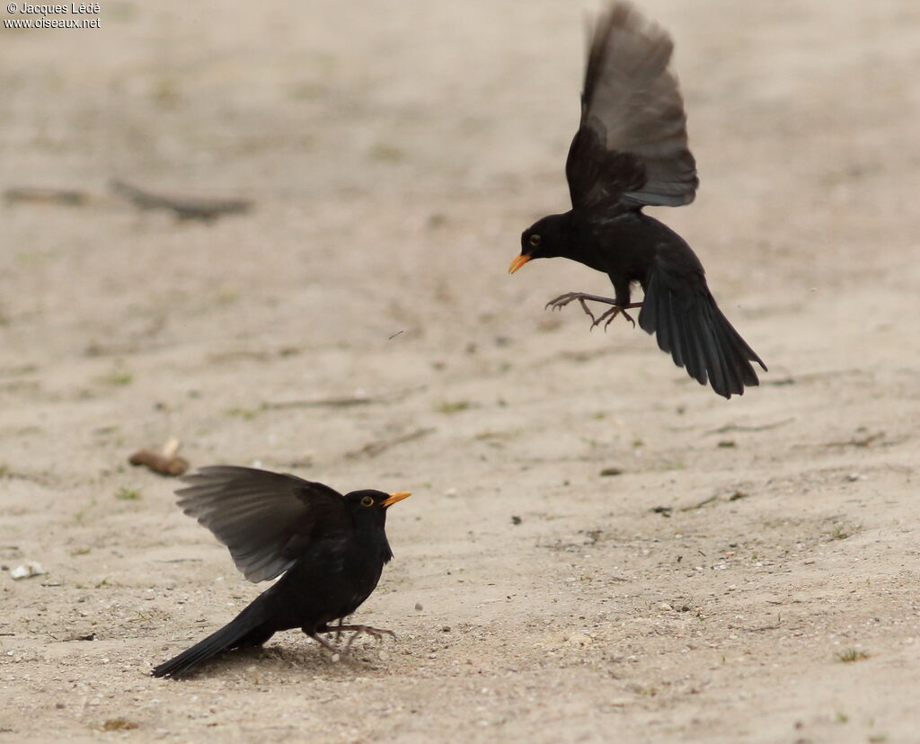 Common Blackbird