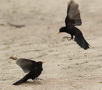 Common Blackbird