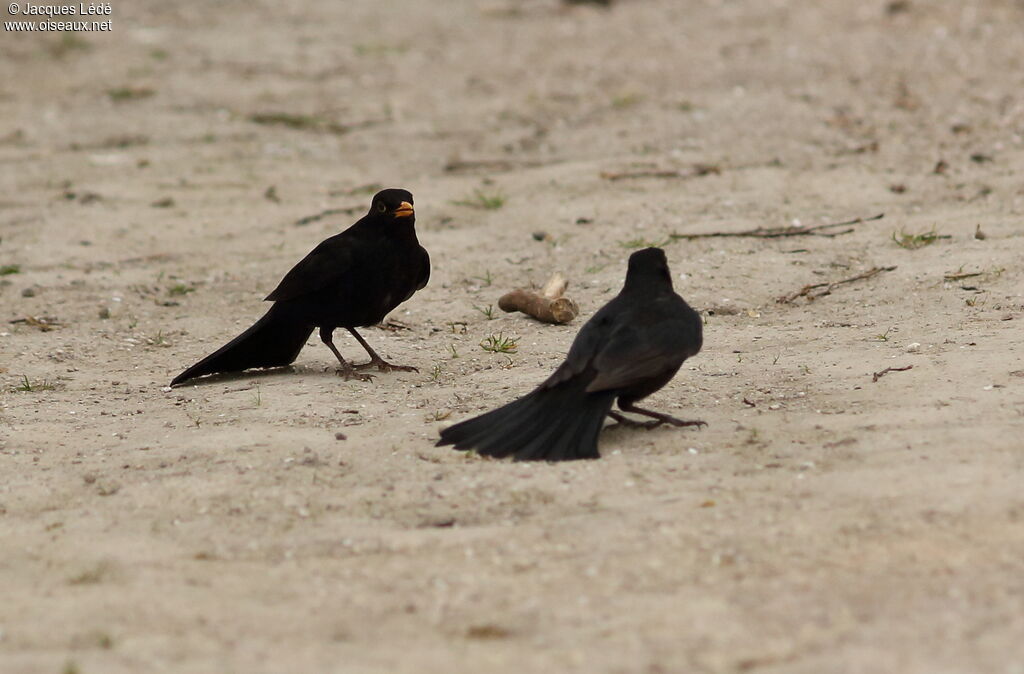 Common Blackbird