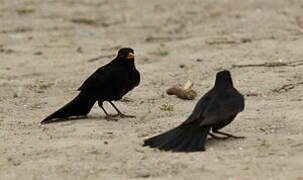 Common Blackbird