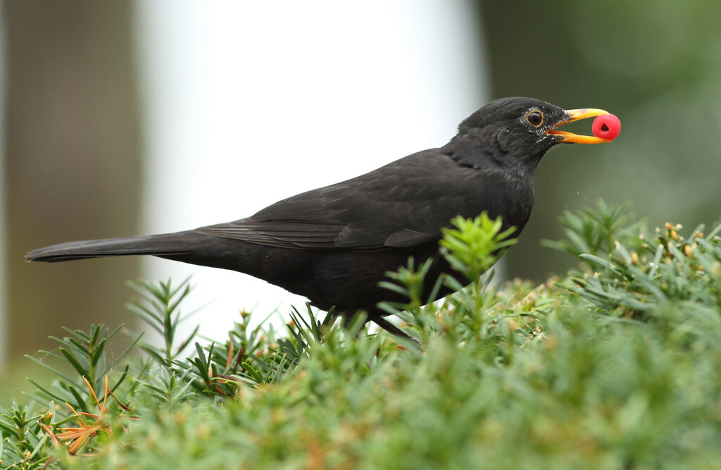 Common Blackbird