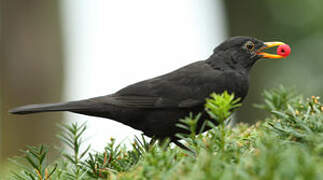 Common Blackbird