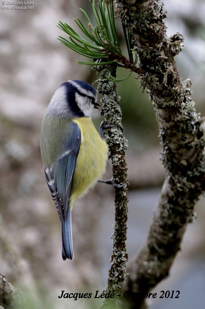 Mésange bleue