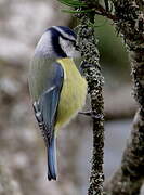 Mésange bleue