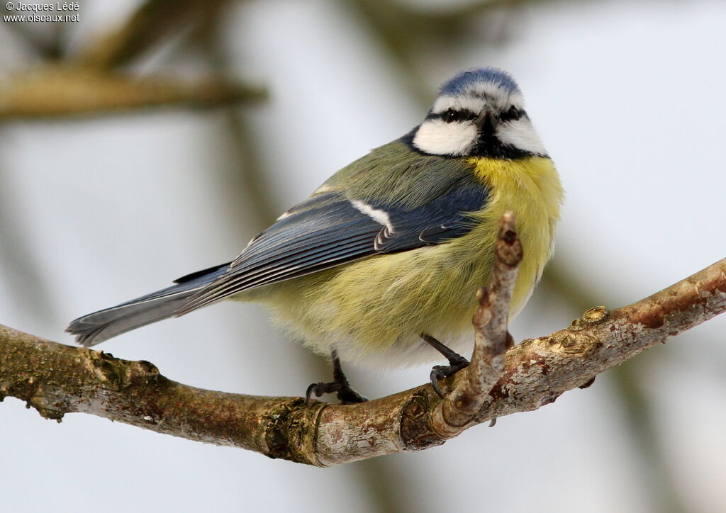 Mésange bleue