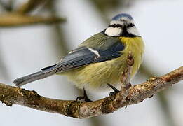 Eurasian Blue Tit