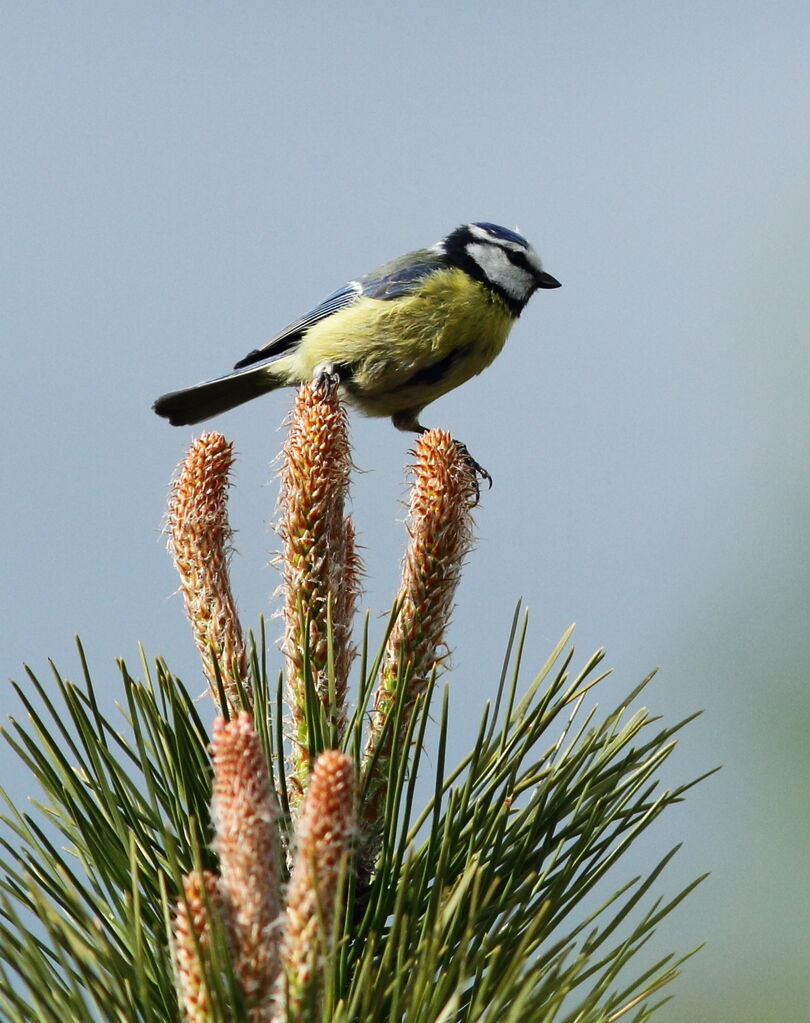 Mésange bleue