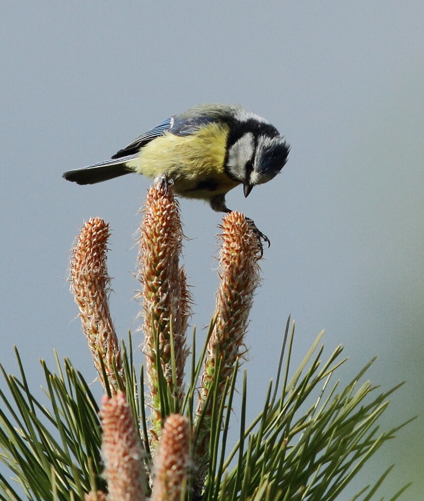 Mésange bleue