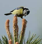 Mésange bleue