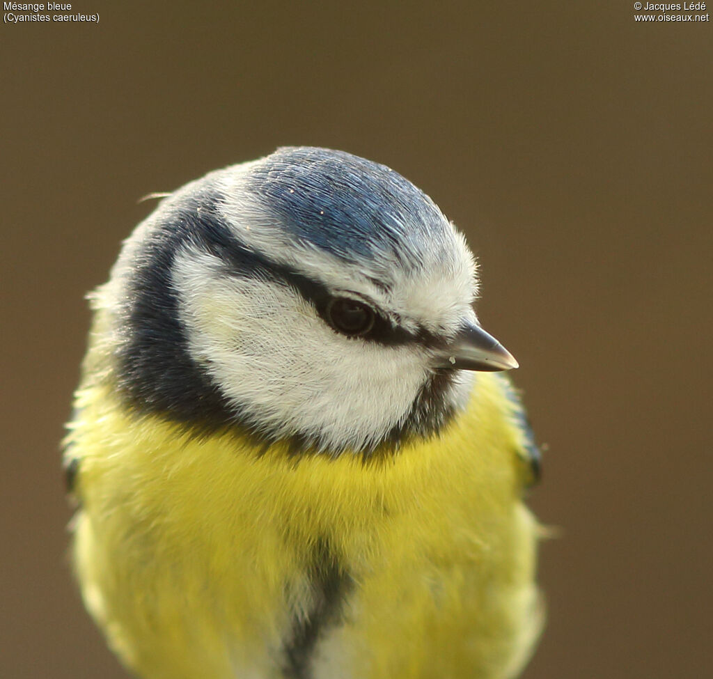 Eurasian Blue Tit