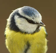 Mésange bleue