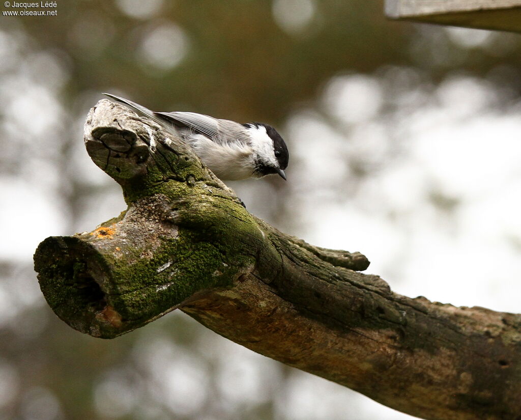 Mésange boréale