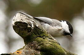 Willow Tit