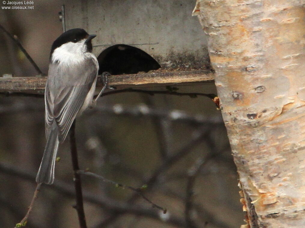 Willow Tit