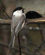 Willow Tit