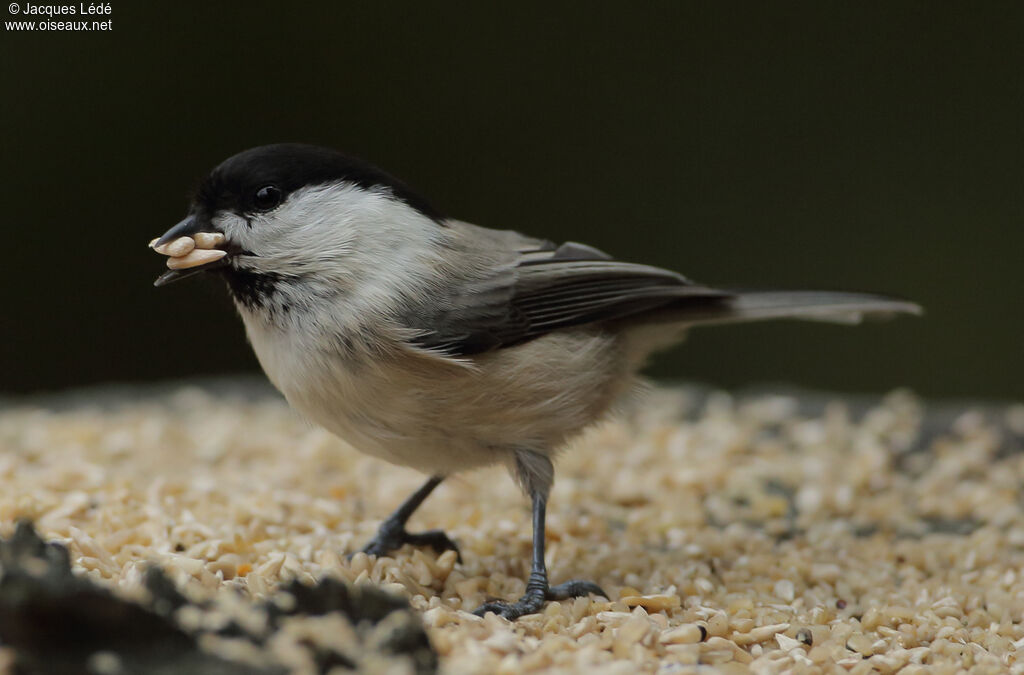 Mésange boréale