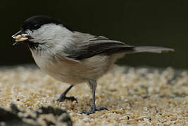 Willow Tit