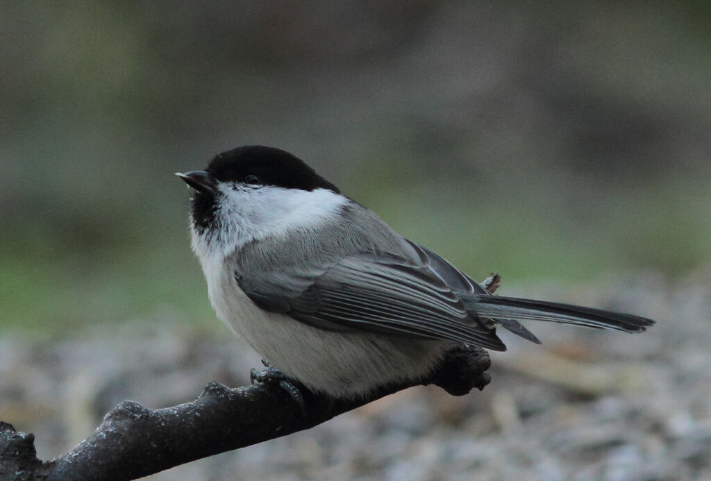 Willow Tit