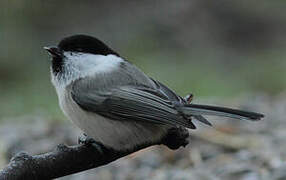 Willow Tit