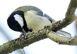 Great Tit