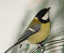 Great Tit