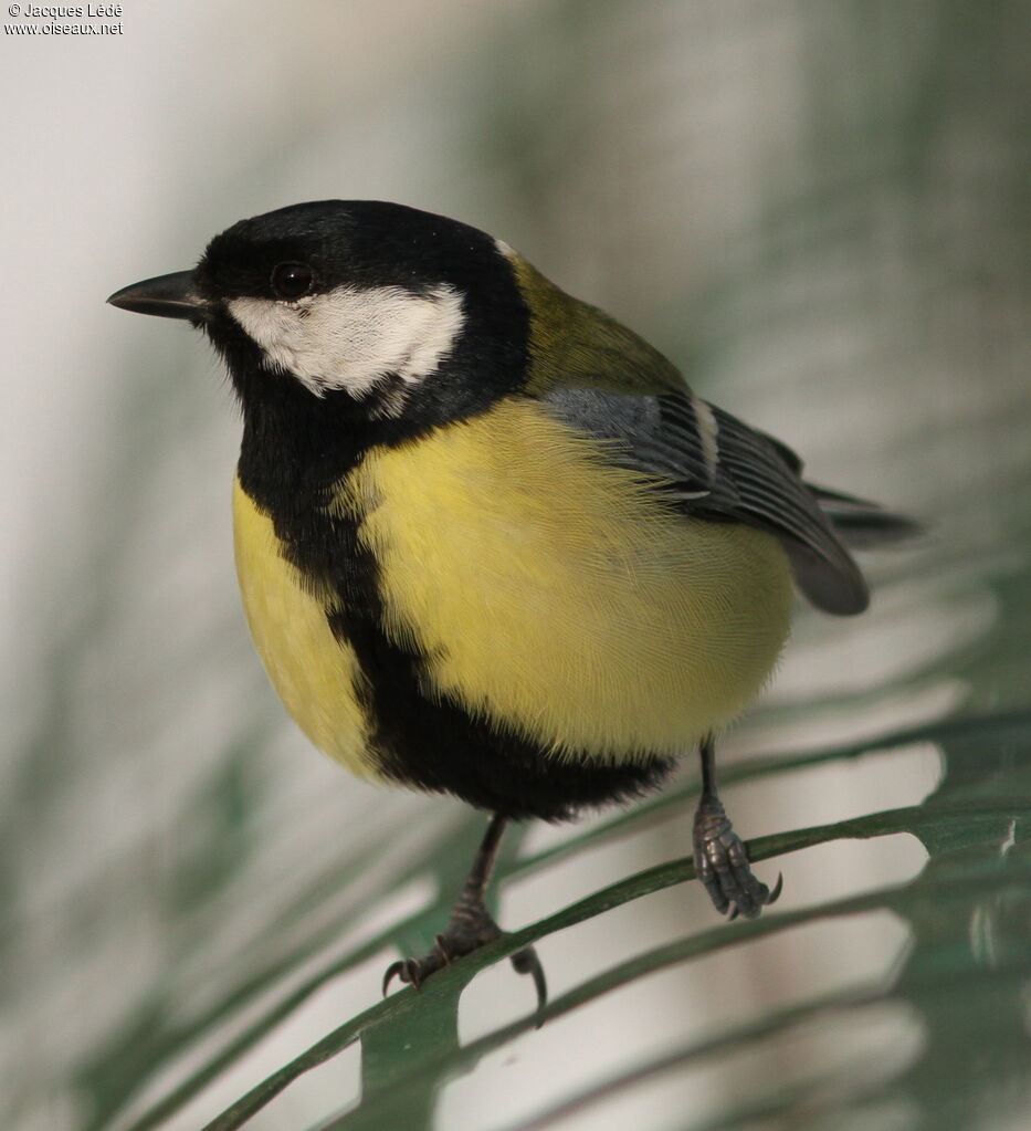 Mésange charbonnière