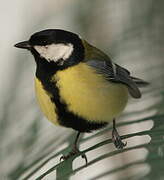 Great Tit