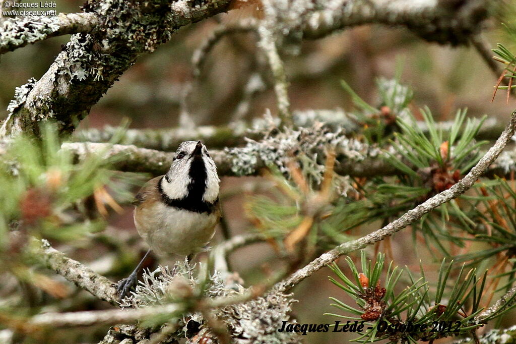 Mésange huppée