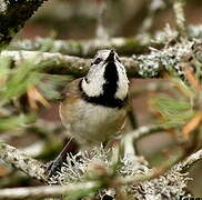 Mésange huppée