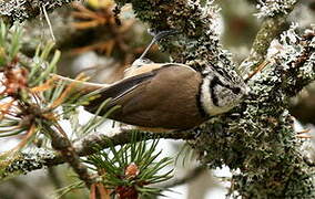 Mésange huppée