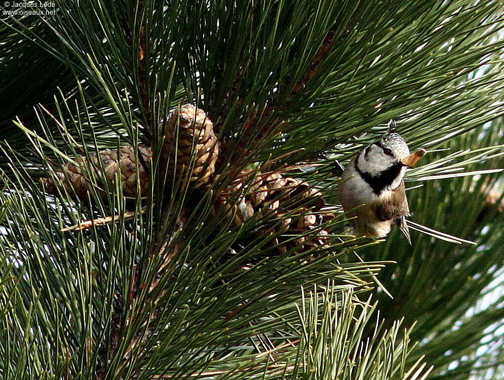 Mésange huppée