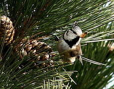 Crested Tit