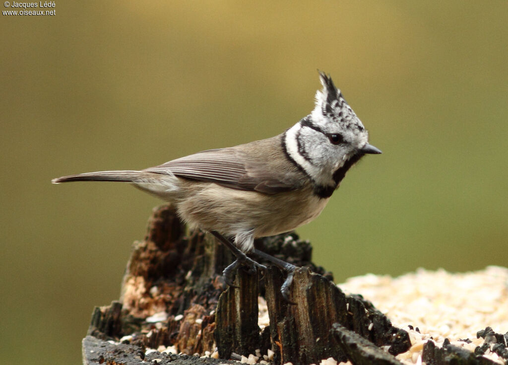 Mésange huppée