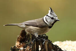 Crested Tit