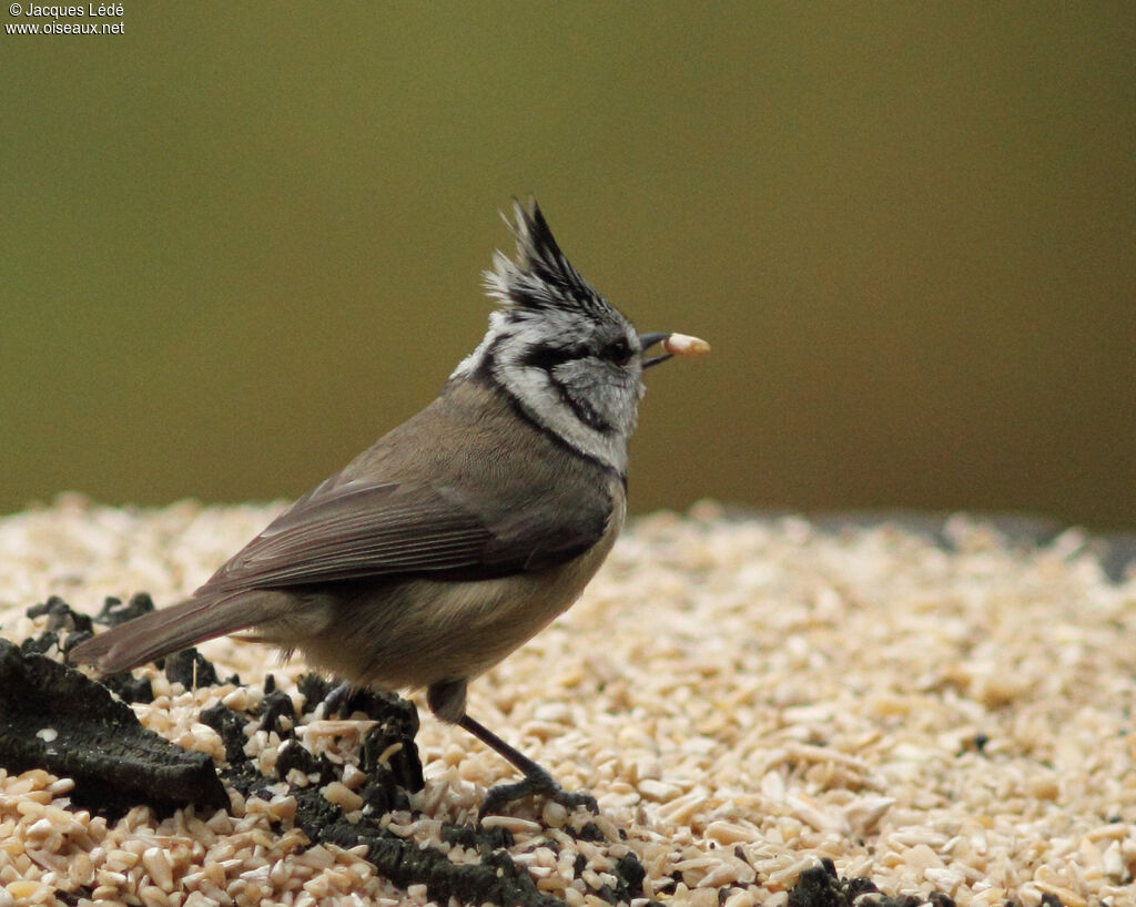 Mésange huppée