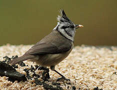 Crested Tit