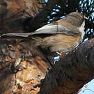 Mésange lapone
