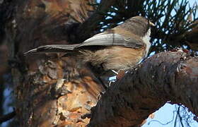 Grey-headed Chickadee