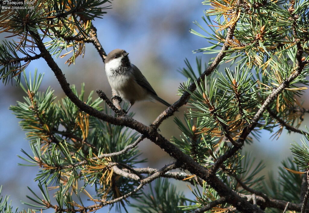 Grey-headed Chickadee