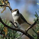 Mésange lapone
